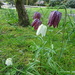 white snakeshead fritillary  by anniesue