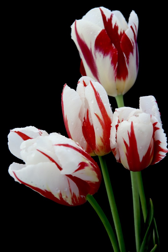 Tulip Still Life  by phil_sandford