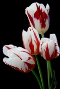 1st May 2020 - Tulip Still Life 