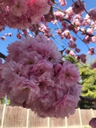 15th Apr 2020 - Beautiful Blossom