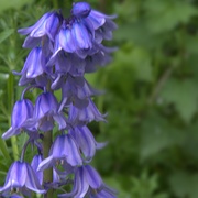 1st May 2020 - Bluebell