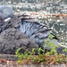 Pigeon in the Rain by fishers