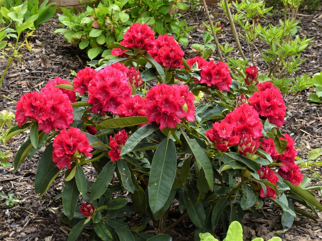 Rhododendron " Wilgen's Ruby" by susiemc
