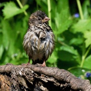 1st May 2020 - SOGGY SPARROW 