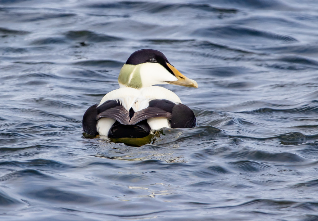 Eider by lifeat60degrees