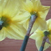 The last of the daffodils. by bruni