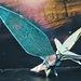 Pterodactyl: Origami  by jnadonza