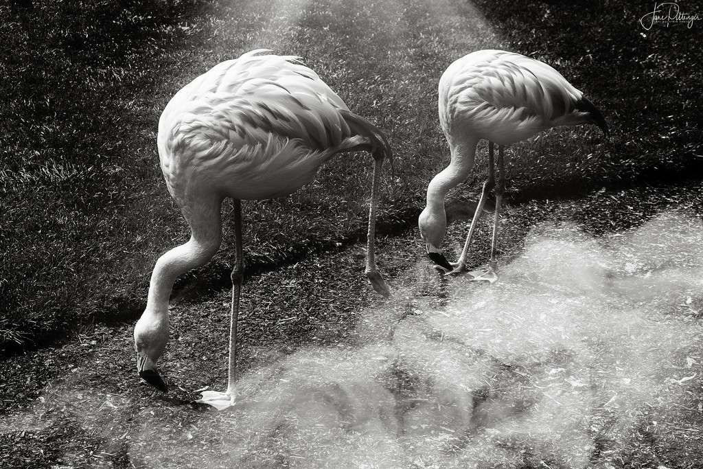 Flamingo Dancers  by jgpittenger