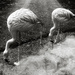 Flamingo Dancers  by jgpittenger