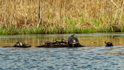 1st May 2020 - turtles