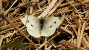 1st May 2020 - cabbage white butterfly