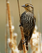 1st May 2020 - Red-winged blackbird
