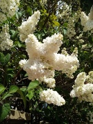 2nd May 2020 - White Lilac