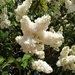 White Lilac by g3xbm