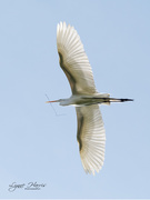 27th Apr 2020 - What a Wing Span