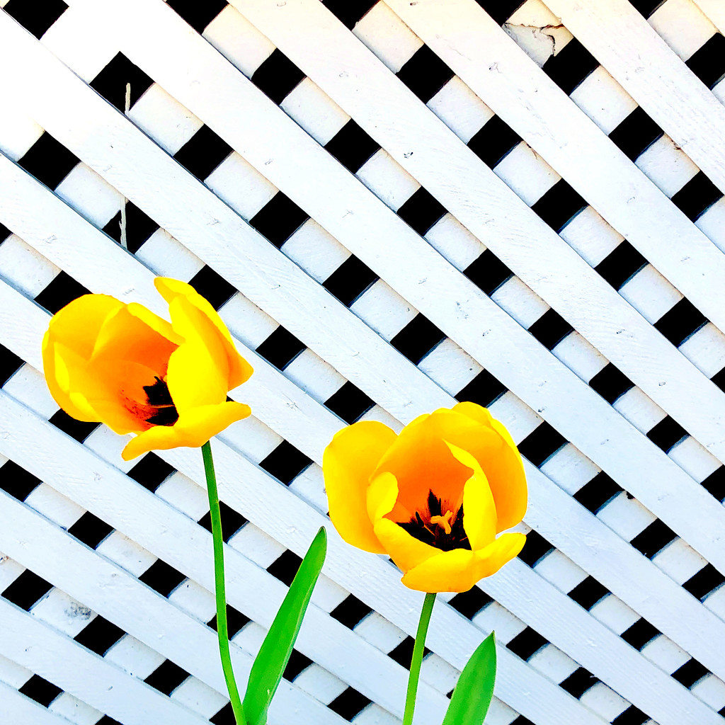 Yellow Tulips With The White Lattice by yogiw