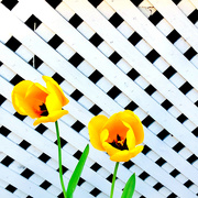 2nd May 2020 - Yellow Tulips With The White Lattice