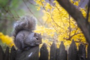 28th Apr 2020 - Oliver Poses with Spring Forsythia