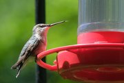 1st May 2020 - Hummingbird