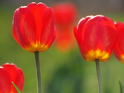 1st May 2020 - Tulips