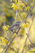 1st May 2020 - Ruby Crowned Kinglet