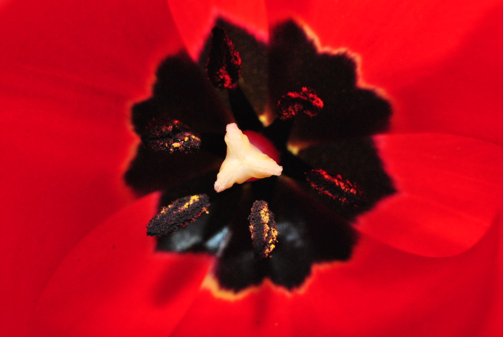 Day 120: Tulip Kalidescope by jeanniec57