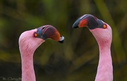 1st May 2020 - Flamingo Friday '20 10
