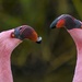Flamingo Friday '20 10 by stray_shooter