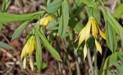 1st May 2020 - Bellwort