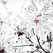 It's Magnolia Time by gardencat