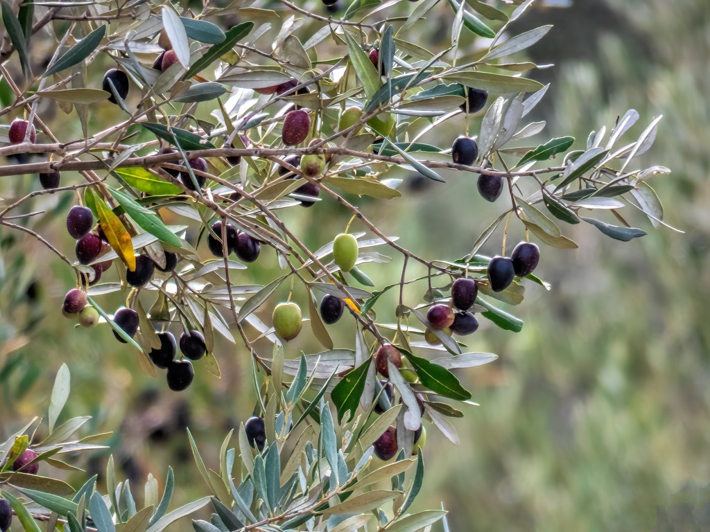 Olive trees  by thedarkroom