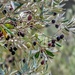 Olive trees  by thedarkroom