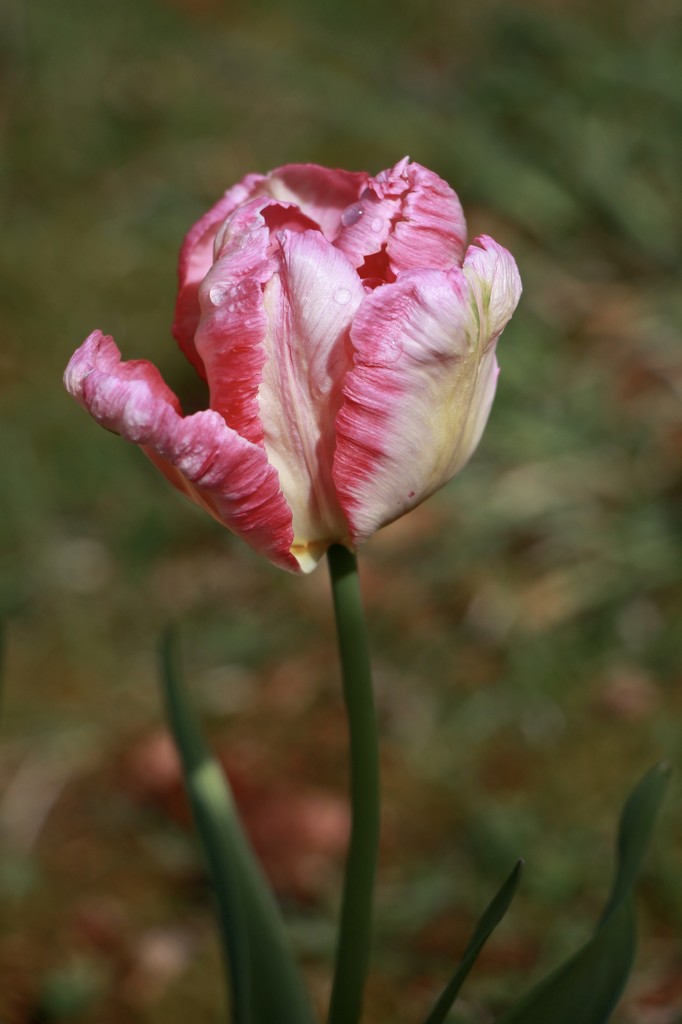 May Day Tulip by jamibann