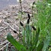 Ribwort Plantain by oldjosh