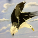 Bird in flight (painting) by stuart46