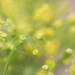 May Series - Macro my Garden (02) by kgolab