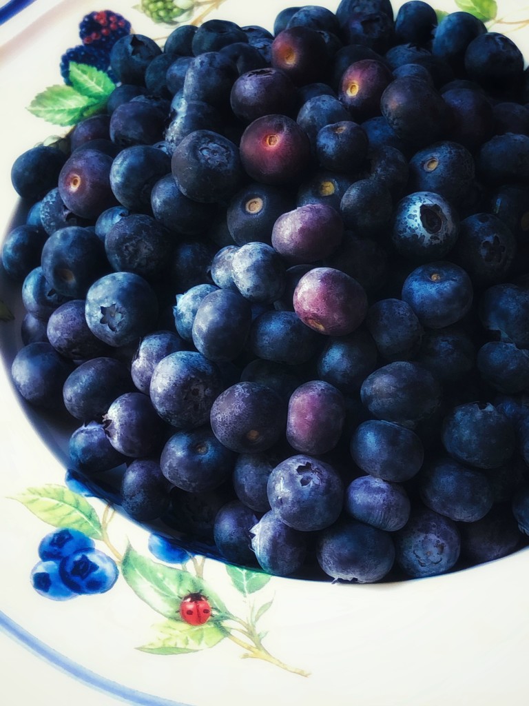 Happiness is a Bowl of Blueberries by gardenfolk