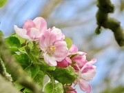 26th Apr 2020 - Apple Blossom