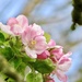 Apple Blossom by lellie