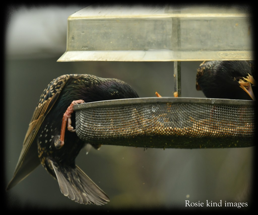 Greedy starlings by rosiekind