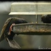 Greedy starlings by rosiekind