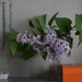 Little lilac bouquet #2 by parisouailleurs