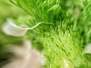 3rd May 2020 - Green fennel. 