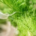 Green fennel.  by cocobella