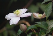 28th Apr 2020 - Clematis