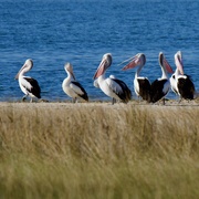 11th May 2020 - Social Distancing Doesn't Apply To Pelicans P5020434
