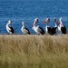 Social Distancing Doesn't Apply To Pelicans P5020434 by merrelyn