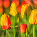 Tulips by tosee