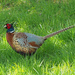 Pheasant by philhendry