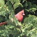 Caught a Cardinal! by jb030958